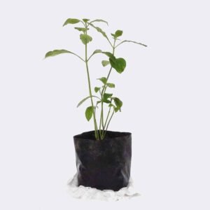 Home plant2 free img