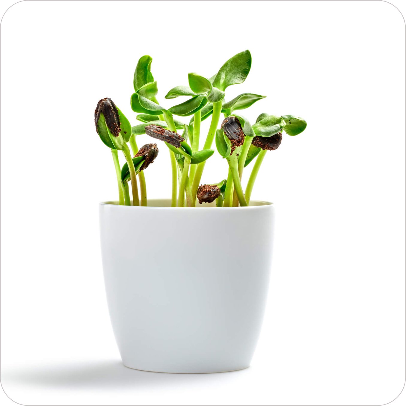 Home plant01