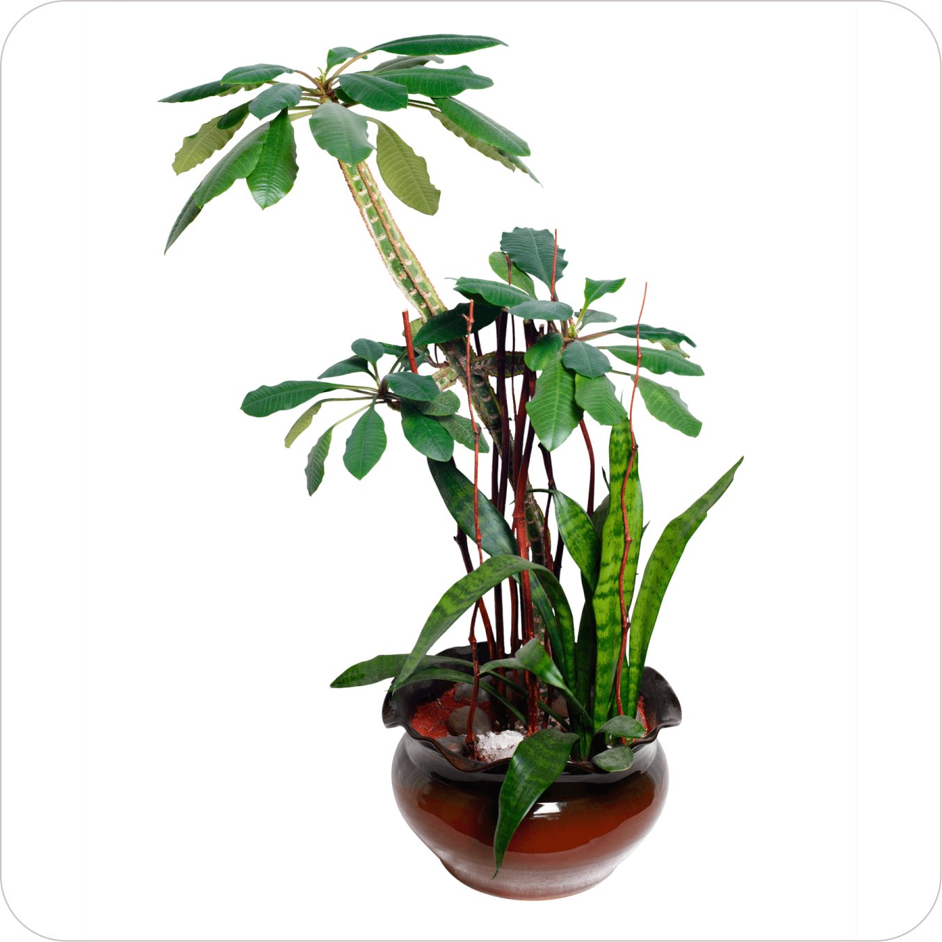 Home plant02