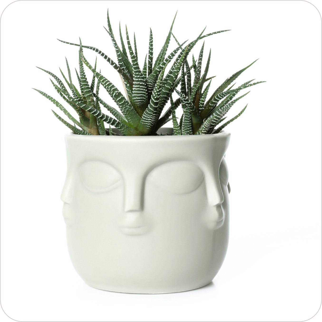 Home plant04
