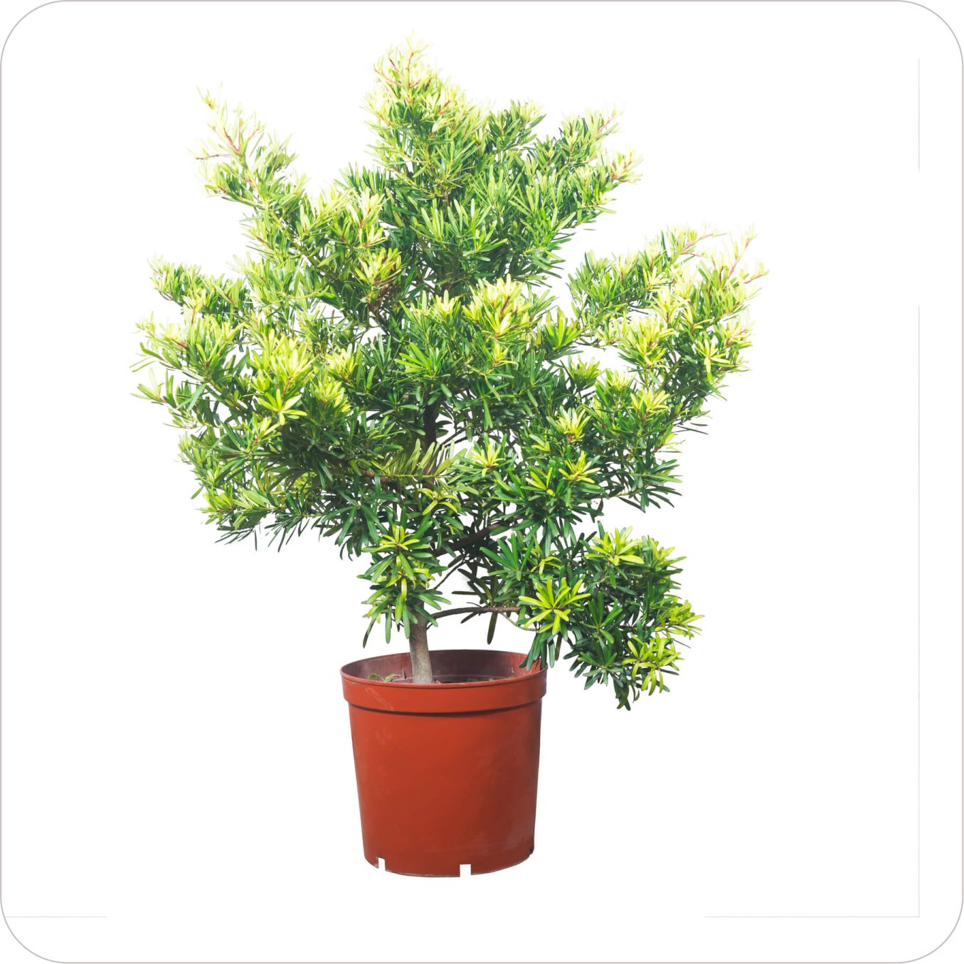 Home plant06