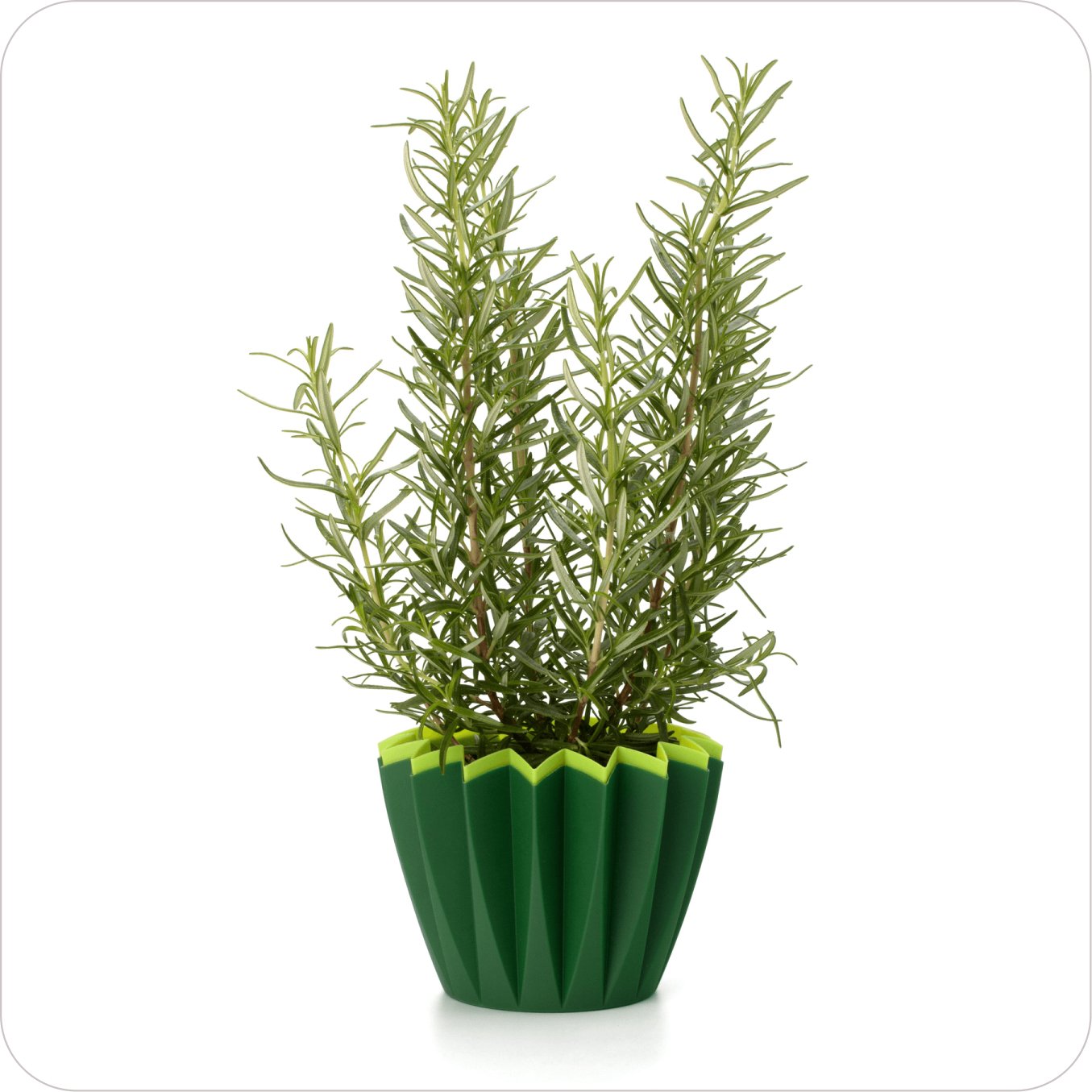 Home plant07