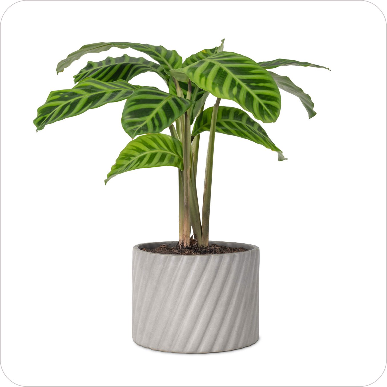 Home plant08