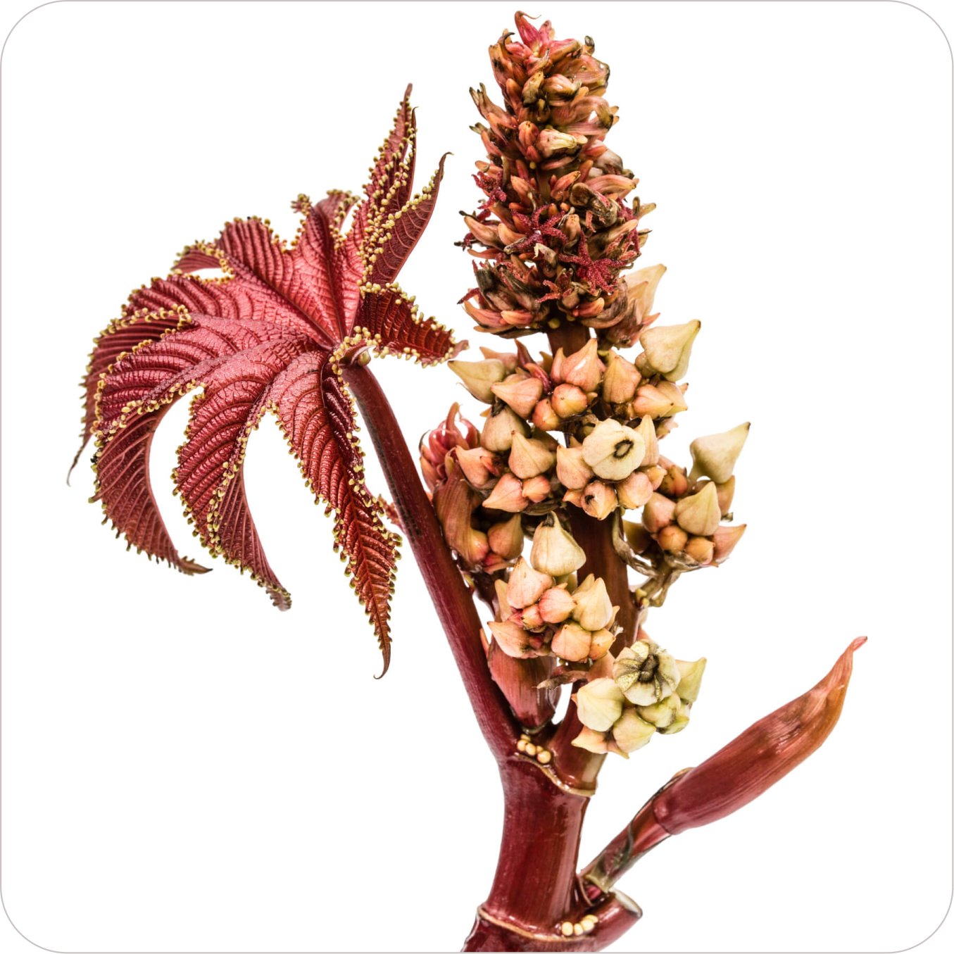 Home plant09