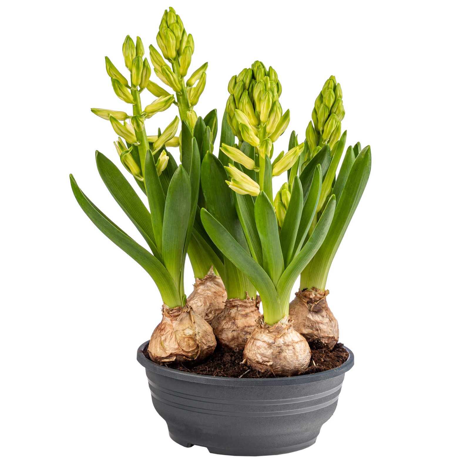 growing spring hyacinth flower bulb i 2023 11 27 05 34 01 utc.jpg