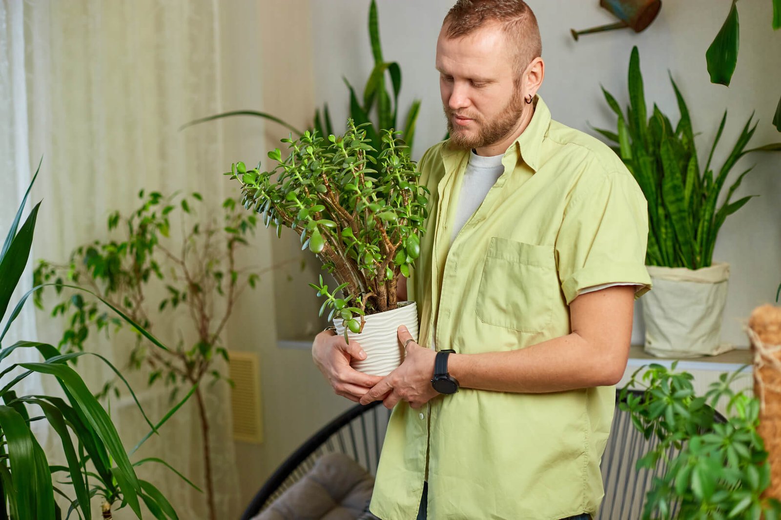 man gardener hold in hand crassula pot at home ta 2023 11 27 05 34 36 utc.jpg