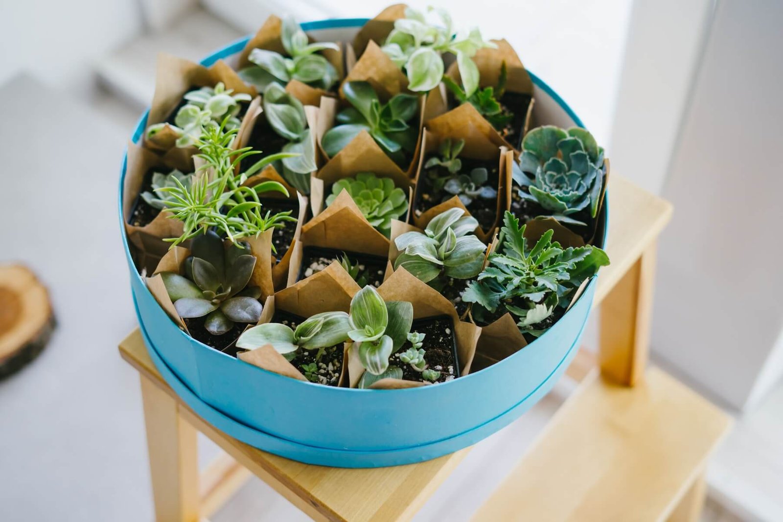 small plants are packed in a round box succulents 2023 11 27 05 15 26 utc.jpg