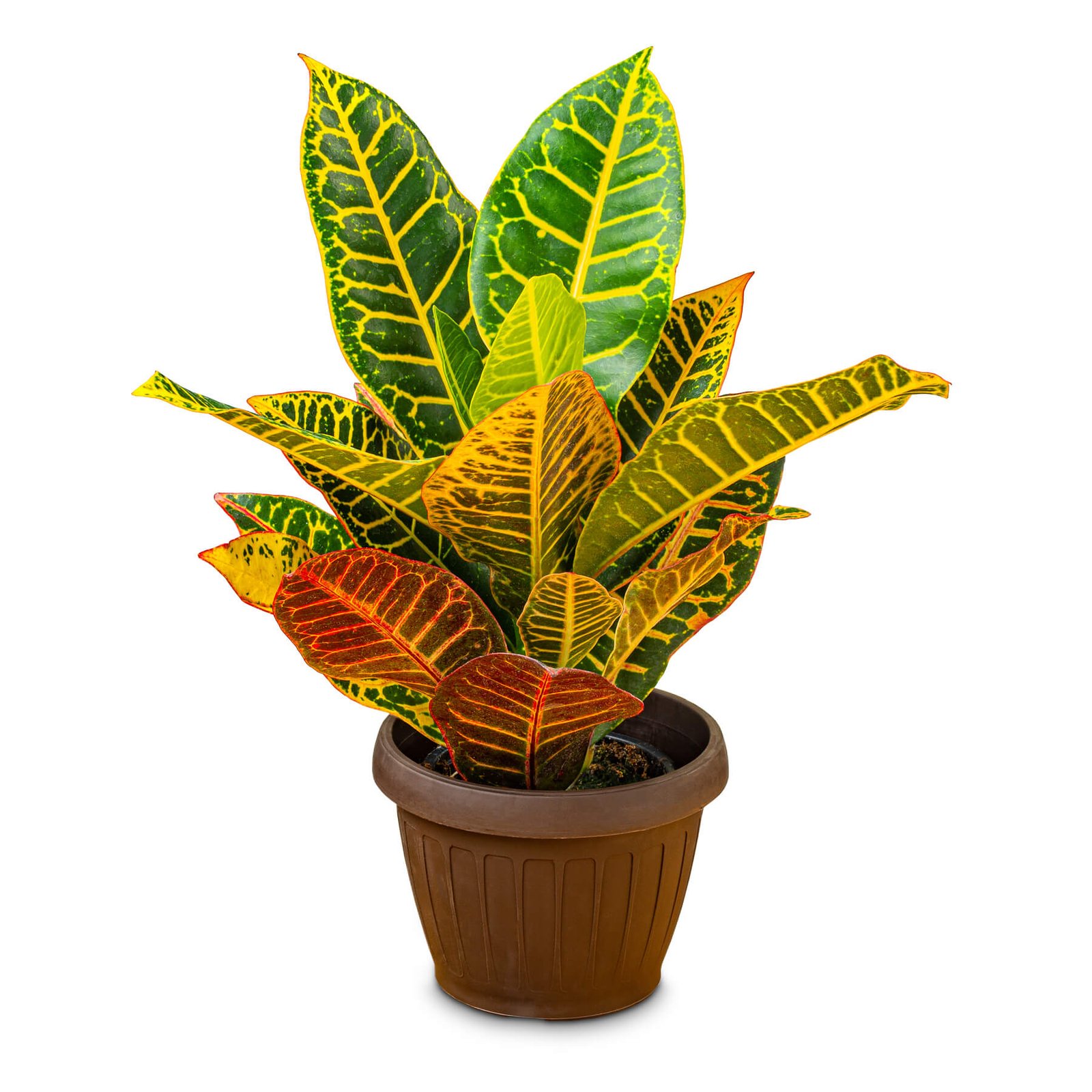 variegated croton in pot 2023 11 27 04 54 31 utc.jpg